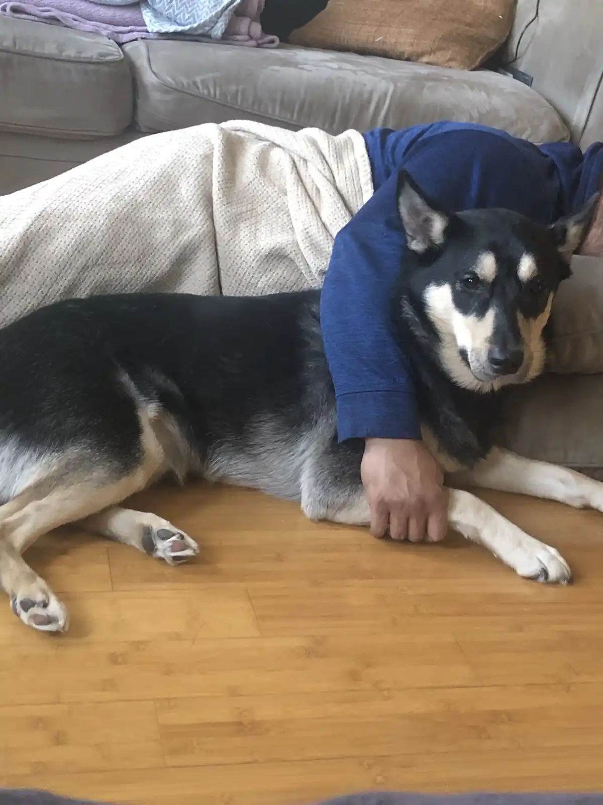 A black and tan dog lies on a wooden floor with a person's arm draped over its back, wearing a blue shirt and beige blanket…