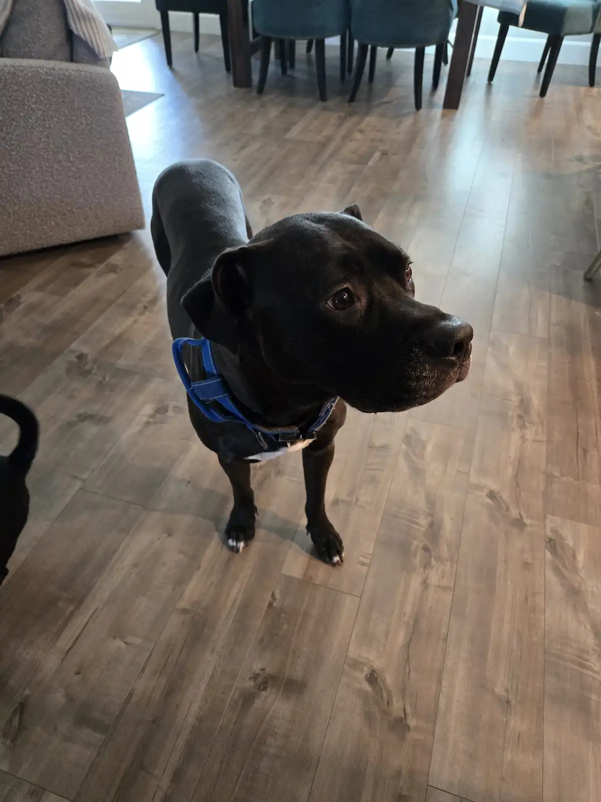 A black dog wearing a blue harness stands on a light wood floor in a home, looking up with a serious expression. The…