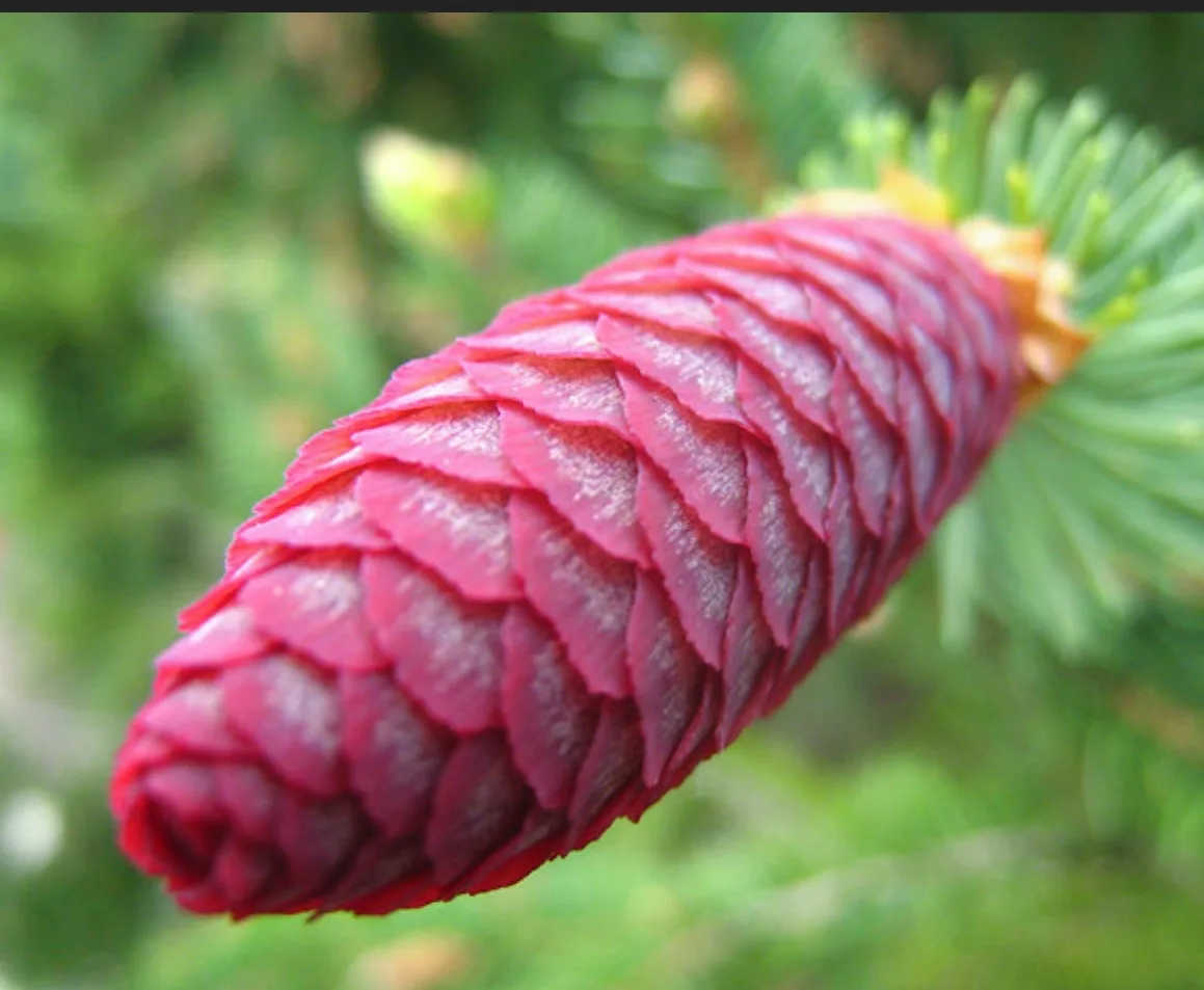 a close-up photograph shows a vibrant pink pine cone with layered scales, attached to a green pine branch against a blurred…