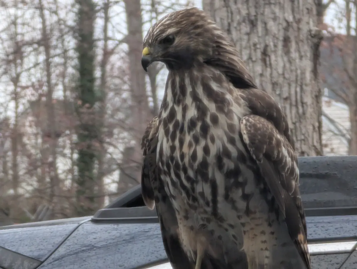A close-up photo shows a large hawk with brown and white speckled feathers perched on the roof of a dark-colored car. The…