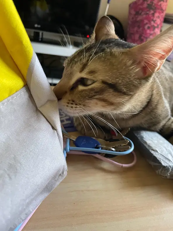 A tabby cat with brown and black stripes is resting its head against a yellow and gray fabric item on a wooden surface…
