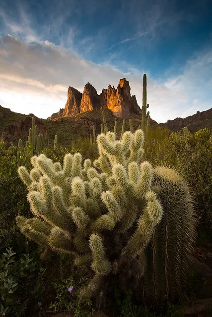 A scenic desert photograph shows a foreground of spiky, white-furred cholla cacti with a backdrop of rugged, sunlit rock…