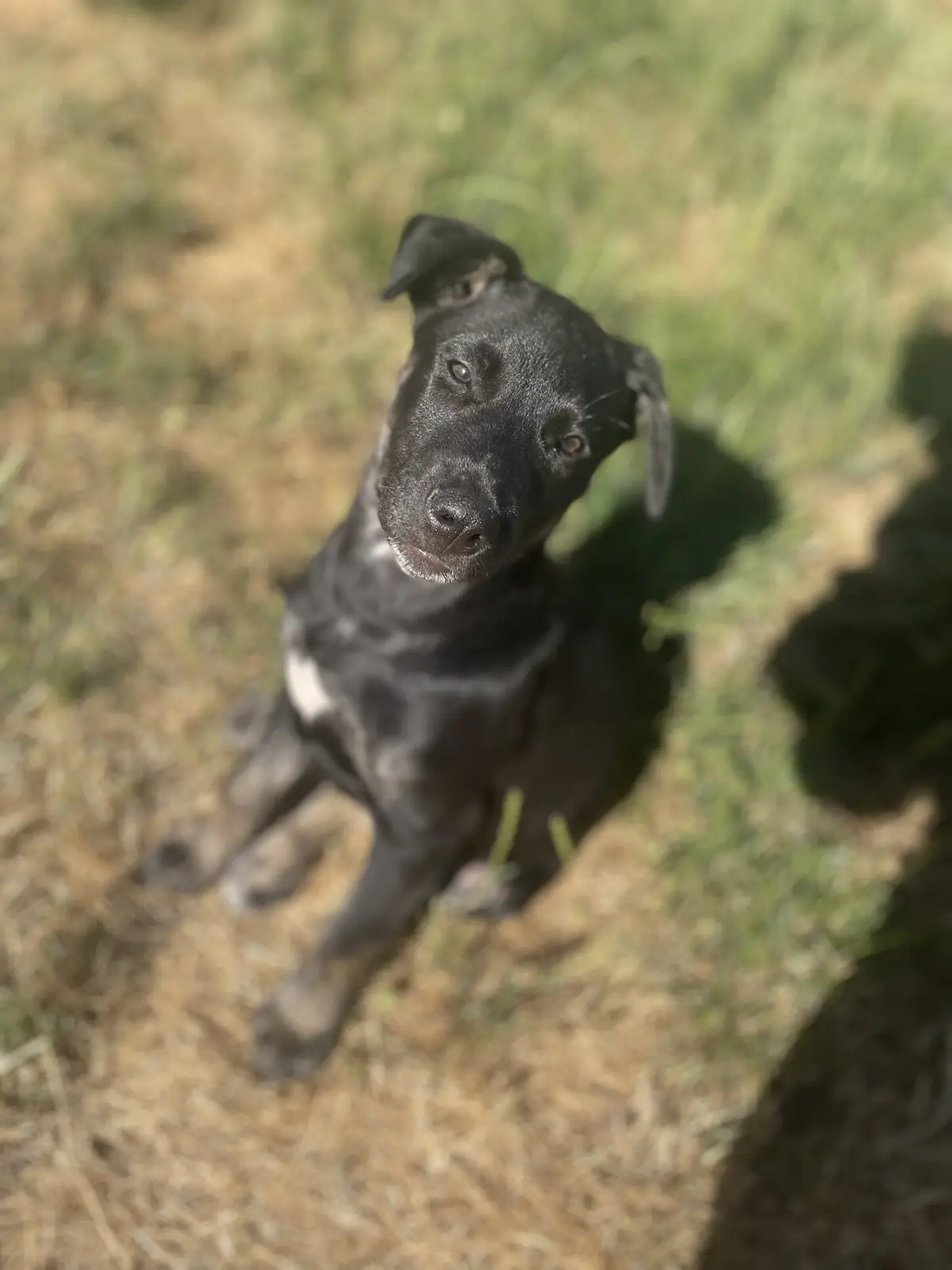 A black dog with floppy ears sits on grass, looking up at the camera with a pleading expression. The overlaid text reads…