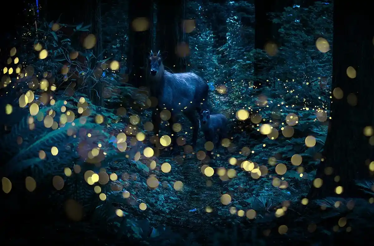 The Enchanting Glow of Firefly Light