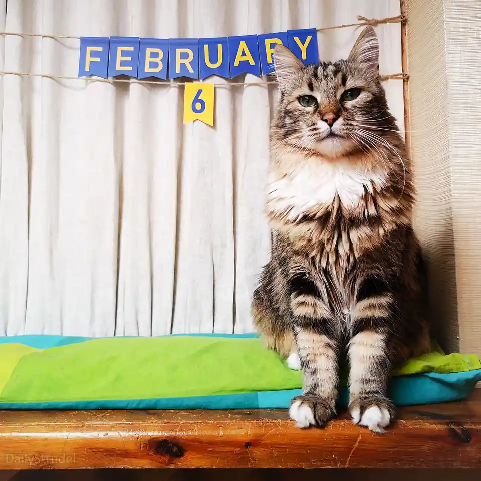 A fluffy tabby cat sits regally on a green and blue cushion atop a wooden surface, looking directly at the camera with a…
