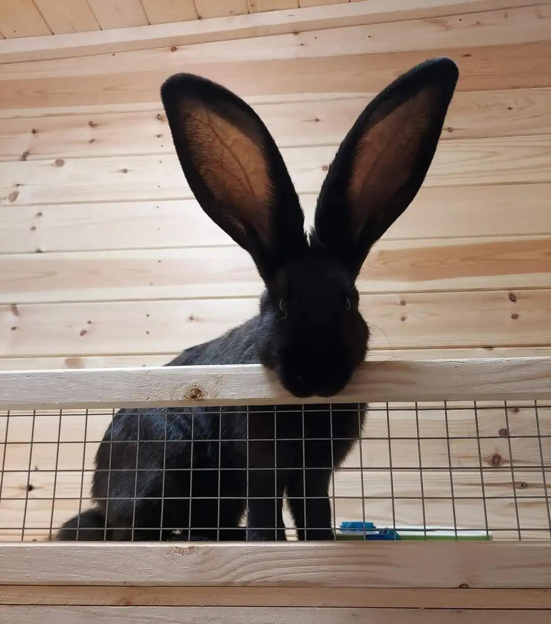 A black rabbit with extremely large, upright ears is peeking over the top of a wooden and wire-mesh cage, looking directly…