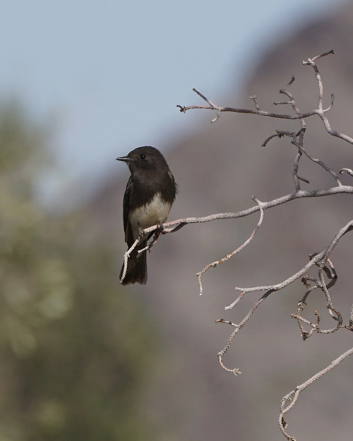 A small dark bird with a white belly perches on a bare, gnarled branch against a blurred natural background. The image has…