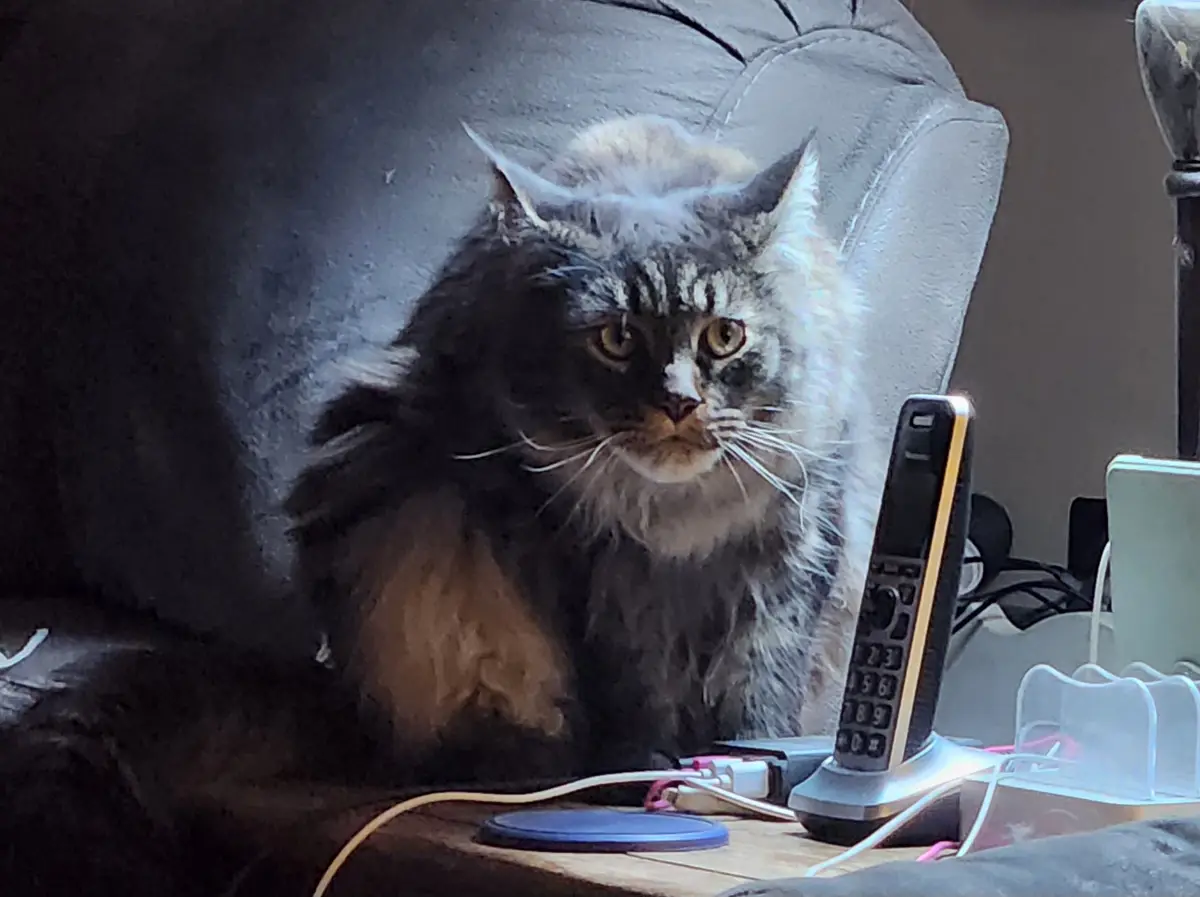 Olive's Displeasure with Recycled Memes