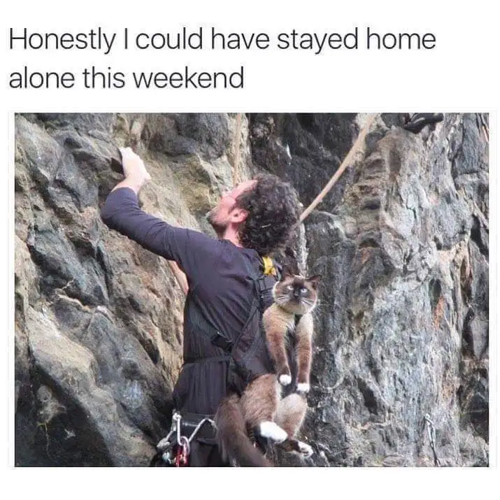 A man with curly hair is rock climbing on a steep, gray rock face while wearing a harness and holding a rope. A Siamese cat…