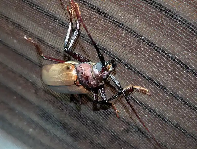 Meet the Longicorn Beetle: Nature's Unique Wonder