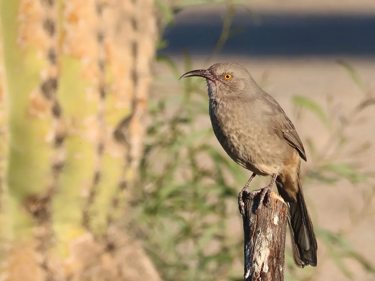 A gray bird with a long, curved beak and bright yellow eyes perches on a weathered wooden post. The background is blurred…
