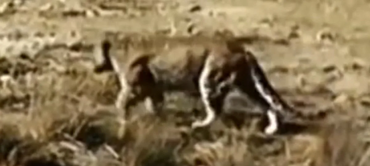 A blurry, low-resolution image shows a four-legged animal with a long tail and spotted coat walking through dry grass. The…