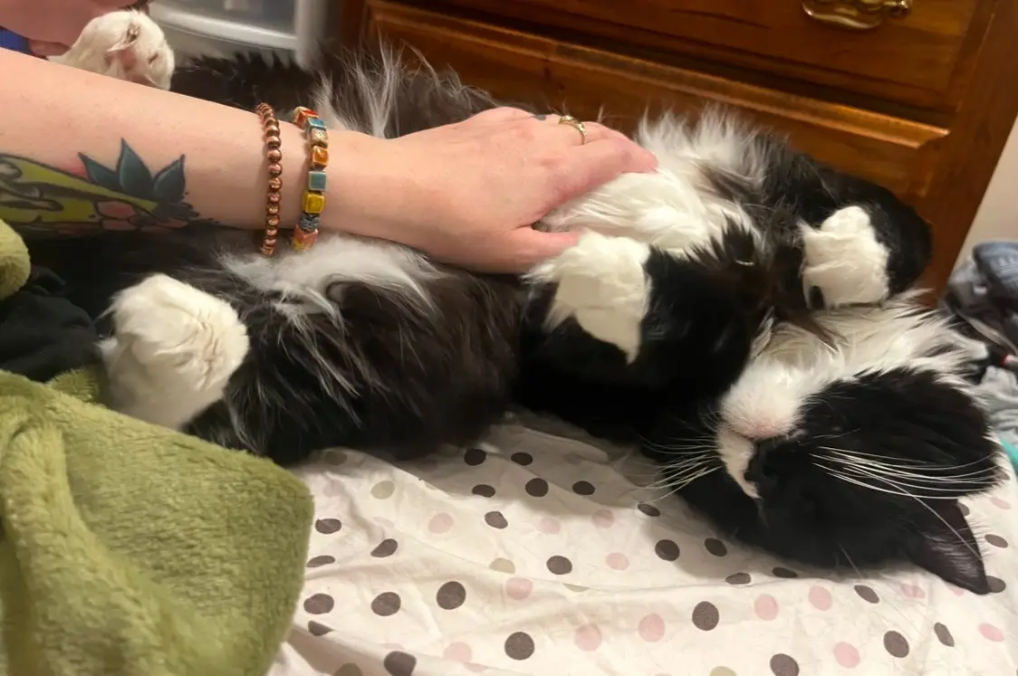 A black and white cat is lying on its back on a polka-dotted bedsheet, appearing very relaxed and asleep, with a person's…