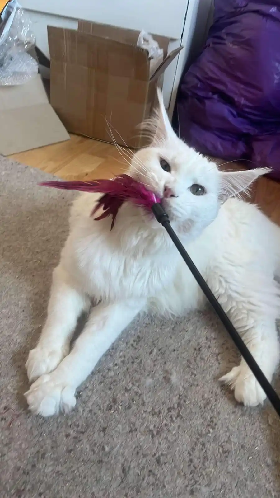 A fluffy white cat sits on a carpeted floor, holding a feather wand toy in its mouth, looking directly at the camera with a…