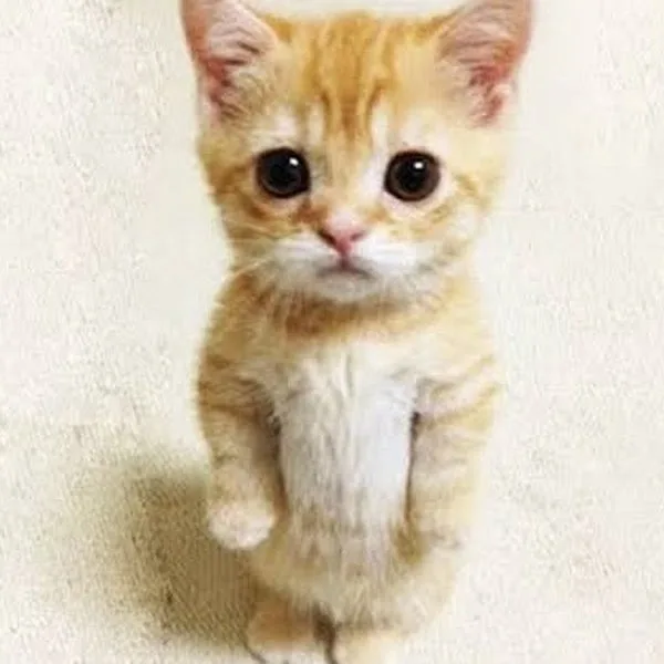A small orange tabby kitten with large, expressive eyes stands upright on a light-colored carpet, looking directly at the…