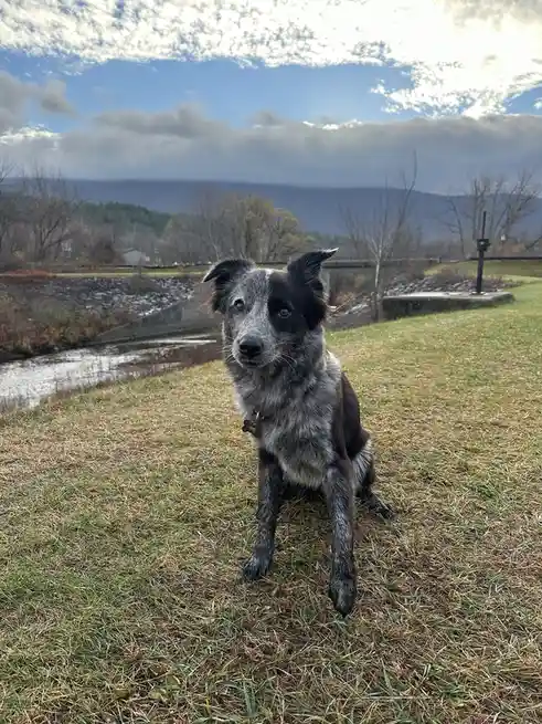 A black and grey speckled dog with a serious expression sits on grass near a river, looking directly at the camera. Behind…