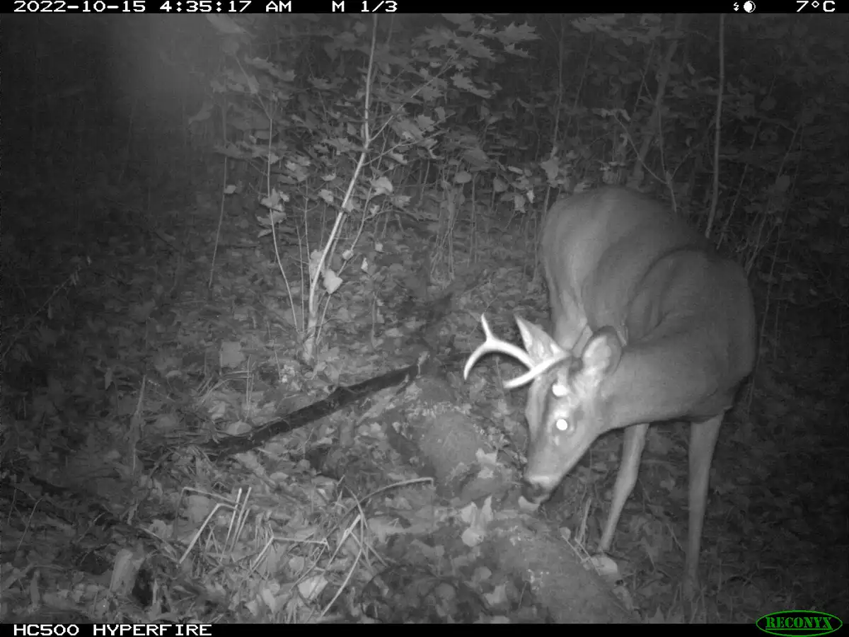 A black-and-white night-vision trail camera photo shows a male deer with antlers standing in a forest at 4:35 AM, its eyes…