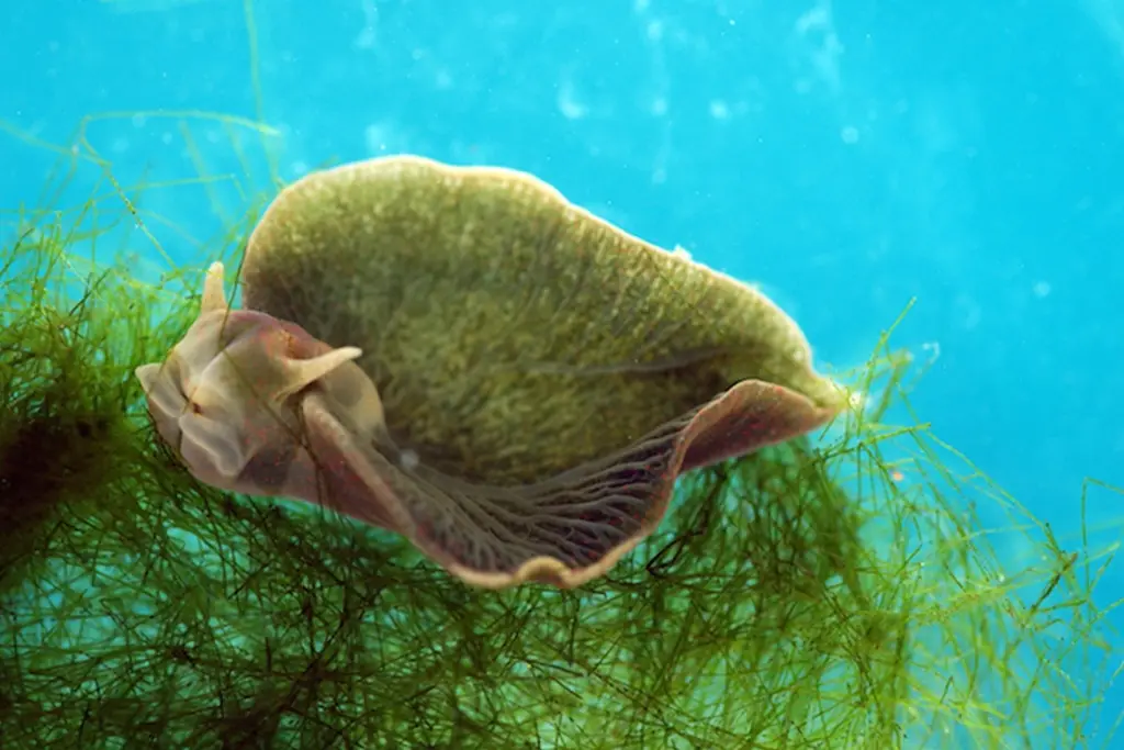 An underwater photo shows a sea slug, likely a species of nudibranch, resting on green seaweed against a blue water…