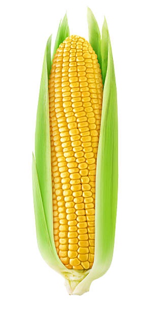 A close-up image of a single, ripe yellow corn cob with green husks partially peeled back, set against a plain white…