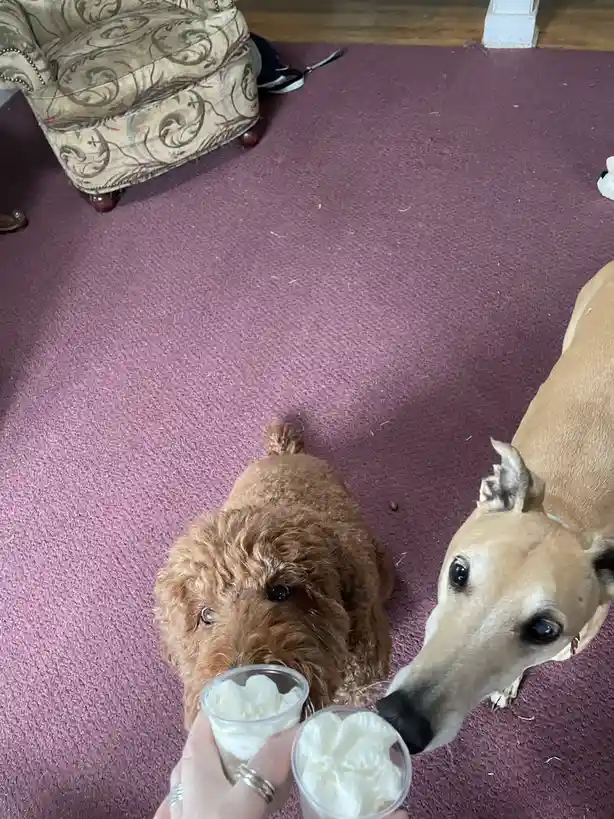 A person's hand holds two small cups of white whipped cream, one offered to each of two dogs on a purple carpet. The brown…
