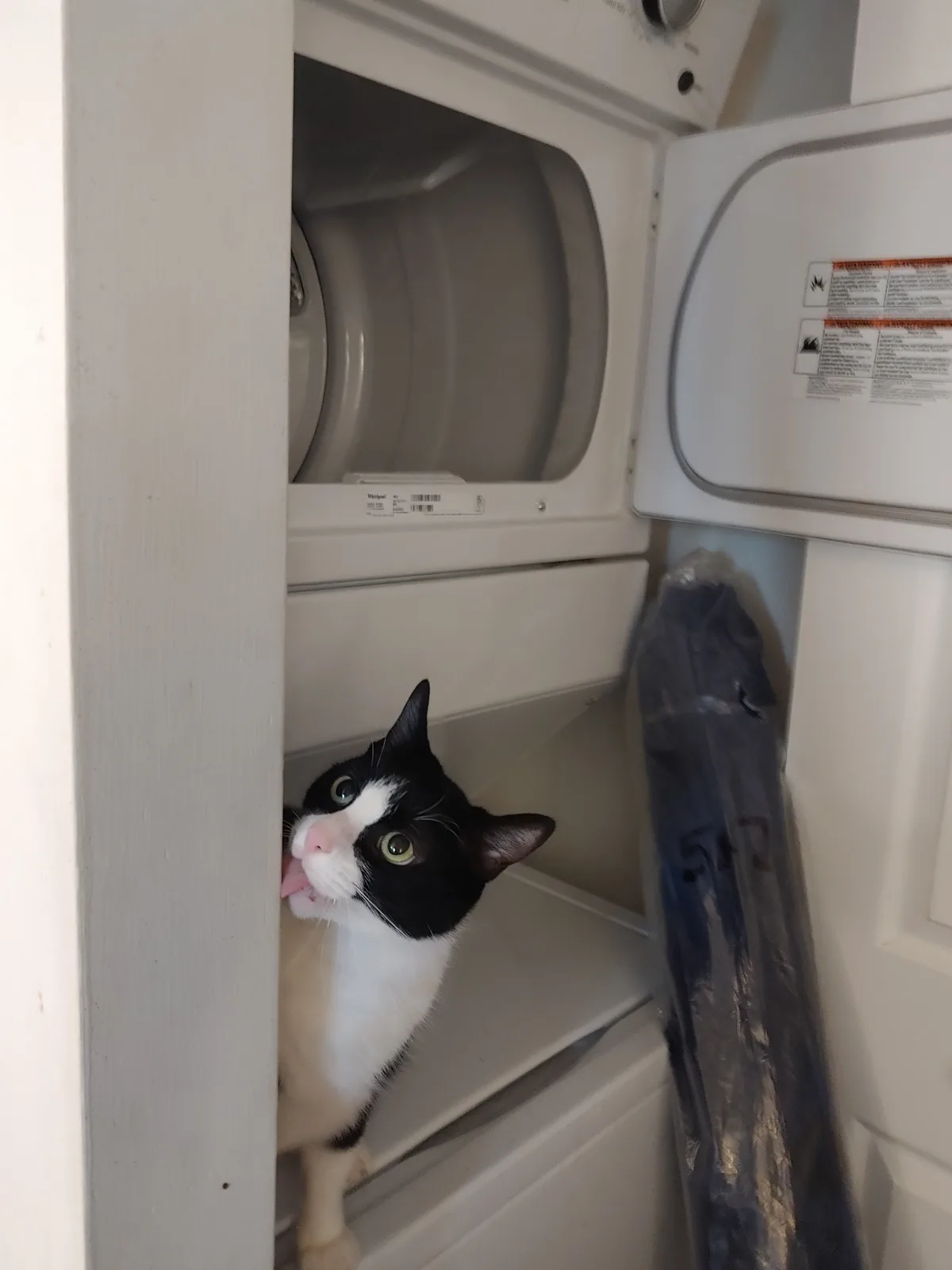 Meet Gusgus: The Star of the Show