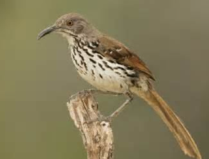 a brown bird with a long, curved beak and speckled chest perches on a weathered wooden branch. The image has text overlaid…