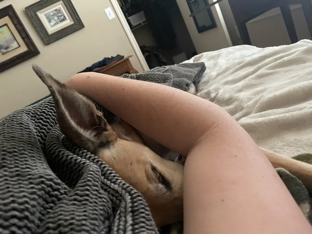 A light brown dog with large ears is curled up and sleeping soundly on a person's bare thigh, which is resting on a bed…