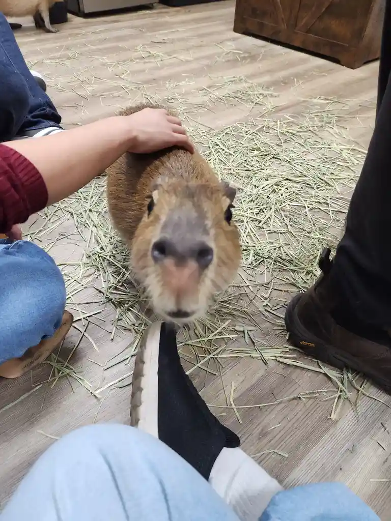 A close-up photo shows a capybara looking directly at the camera with its nose almost touching the lens, while a person's…