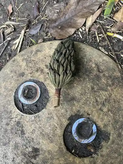 A magnolia seed pod rests on a weathered wooden surface, positioned between two circular holes that resemble eyes, creating…