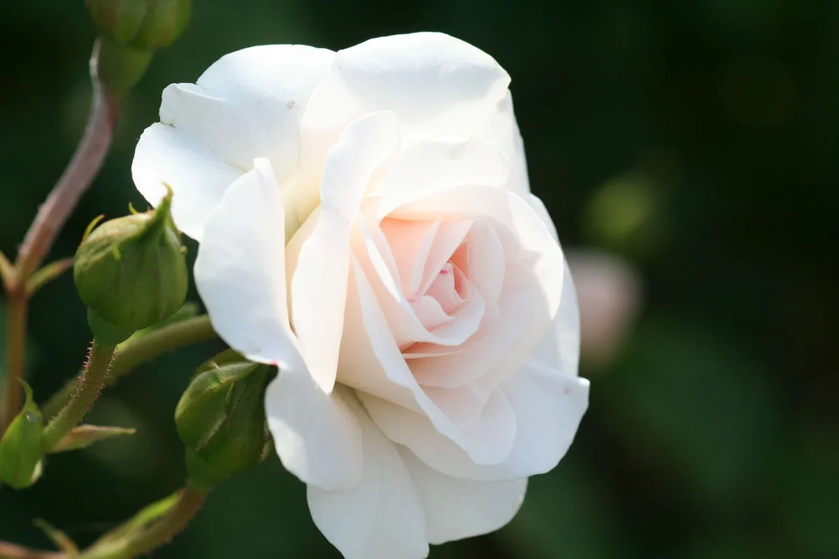 A Glimpse of Keisei Rose Garden in May 2013