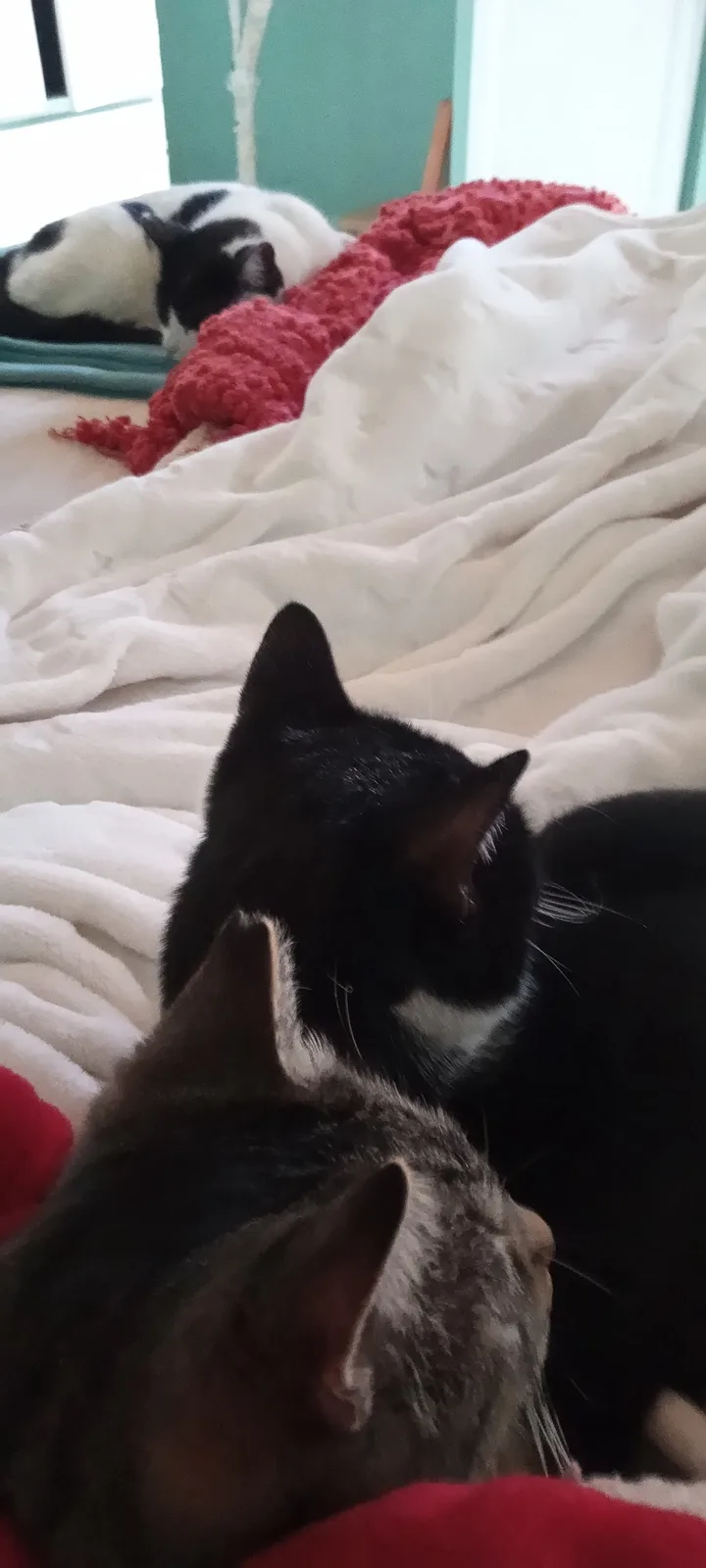 My beloved feline companions