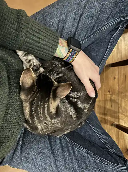 The closest I'll ever come to being a cat parent