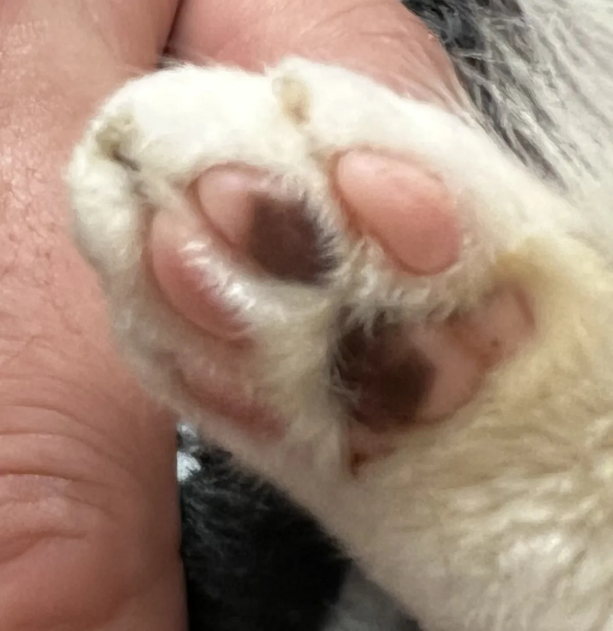 A close-up photo shows a white cat's paw being held by a human hand, revealing its pink pads and some dark, possibly dirty…