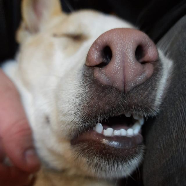 A close-up photo of a light-colored dog with its eyes closed and mouth slightly open, showing its teeth in a relaxed…