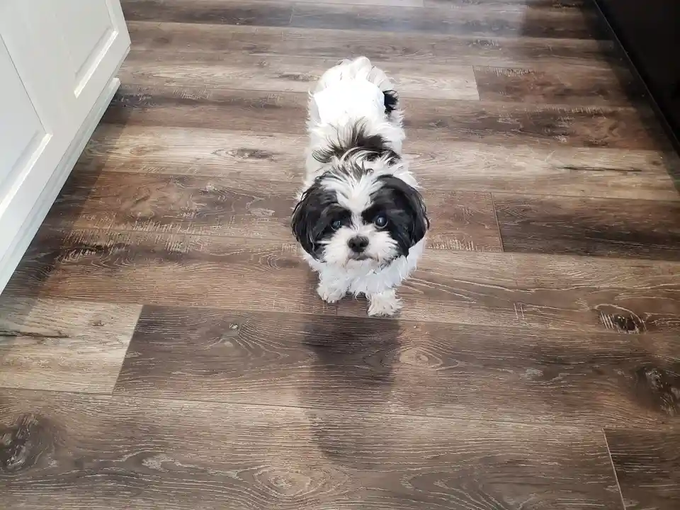 A small black-and-white fluffy dog with large blue eyes stands on a brown wood-laminate floor, looking up at the camera with…