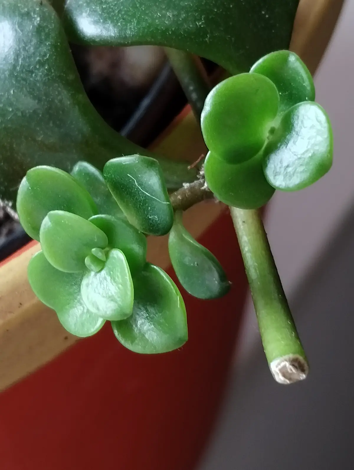 A close-up photo shows a green succulent plant with plump, rounded leaves, one of which is visibly cut off at the stem end…