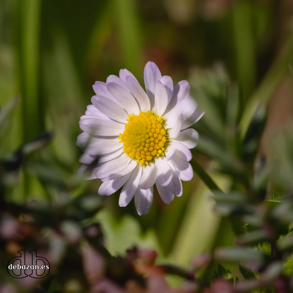 A close-up photograph of a daisy-like flower with white and light purple petals and a yellow center, set against a blurred…
