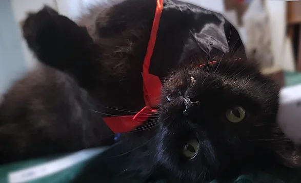 A black cat wearing a red ribbon hat lies on its back with one paw raised, looking up with wide green eyes. The overlaid…