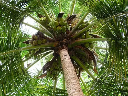 A low-angle photo looking up at the top of a palm tree, showing a dense cluster of green coconuts growing at the crown…