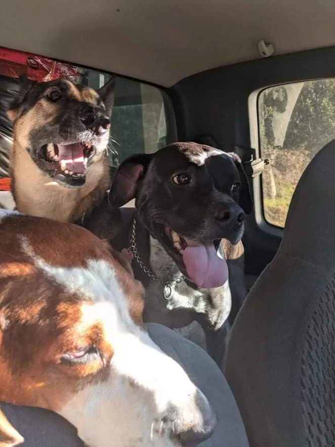Three dogs are crammed into the backseat of a car. One tan and black dog on the left has its mouth wide open in a grin. A…