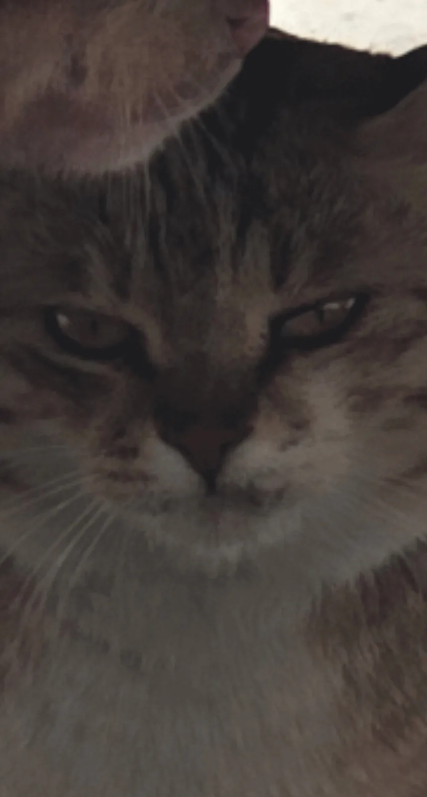 A close-up of a fluffy gray and white cat with narrowed, unimpressed eyes looking directly at the camera, conveying a look…