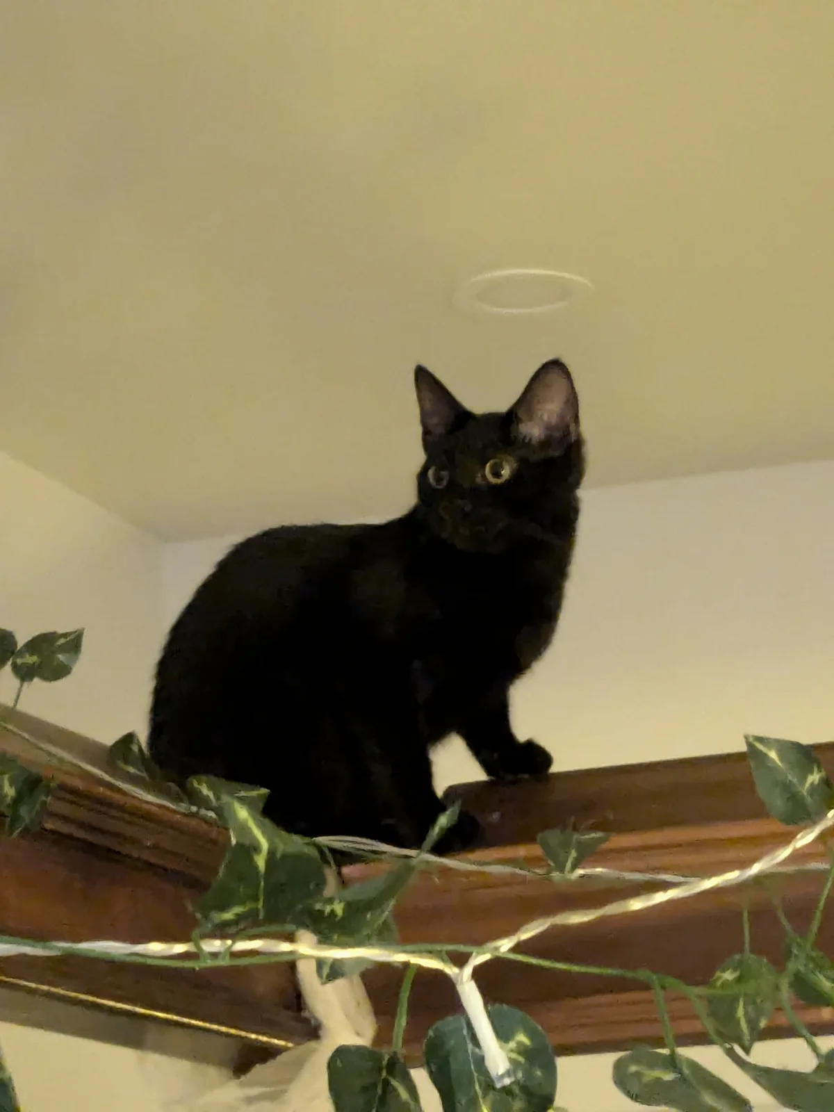 Wild Jungle Cats in Action