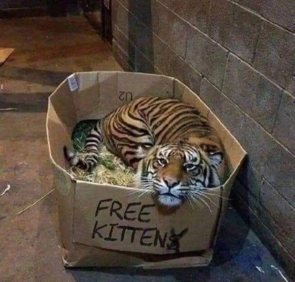 A large tiger is curled up inside a large cardboard box, looking directly at the camera with a calm expression. The box has…