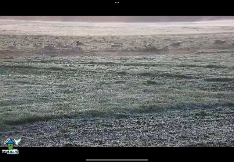A wide shot of a frost-covered grassy field with a flock of sheep resting or lying down in the distance. The ground is…