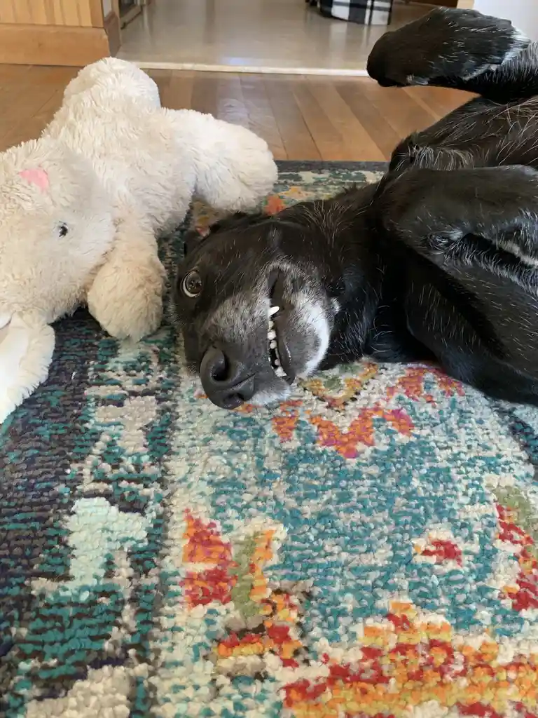 A black dog with gray muzzle lies on its back on a colorful patterned rug, looking up with its mouth open showing teeth…
