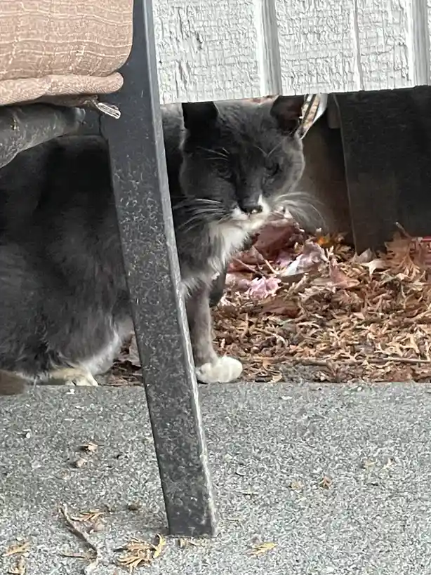 A gray cat with white paws is peeking out from under a chair on a concrete patio, surrounded by fallen leaves. The cat has a…
