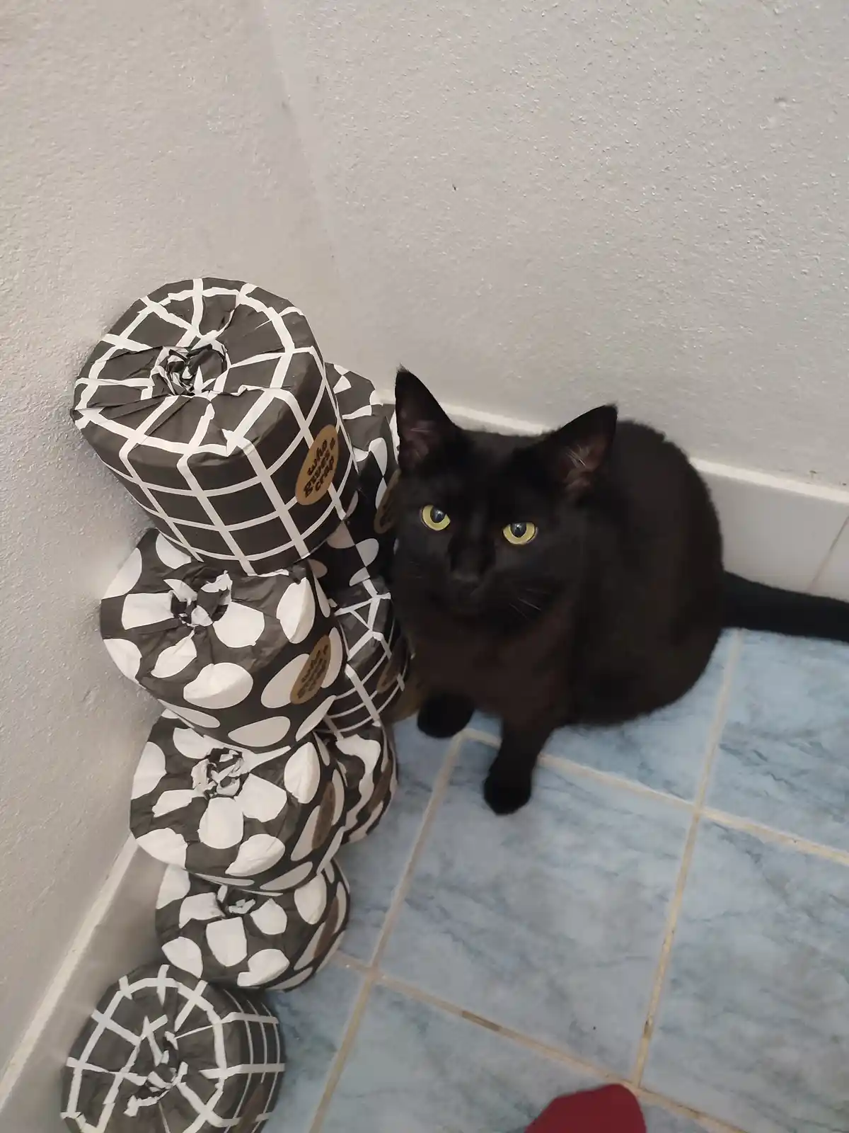 A black cat with yellow eyes sits on a blue tiled floor next to a stack of toilet paper rolls wrapped in brown and white…