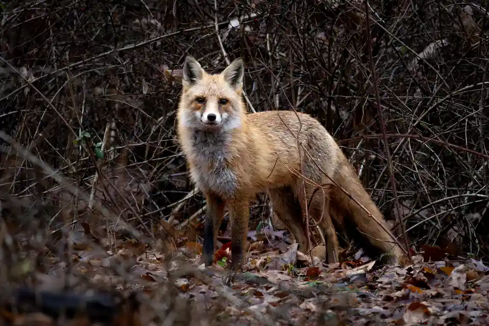 The Majestic Red Fox in Action