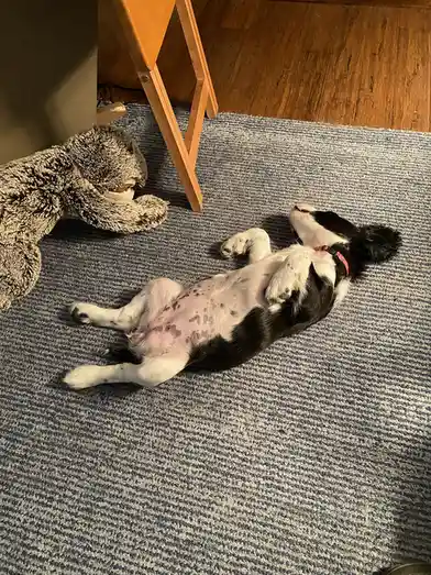 A black and white dog lies on its back on a blue-gray striped rug, exposing its belly and looking up, while a gray stuffed…