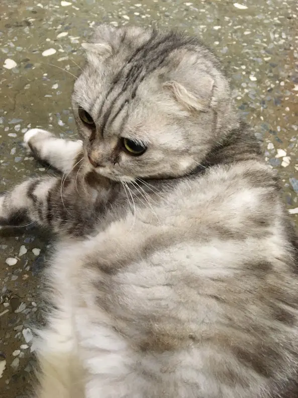 A silver tabby cat with folded ears lies on a speckled pavement, looking away while licking its paw. The overlaid text reads…